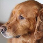 murphy